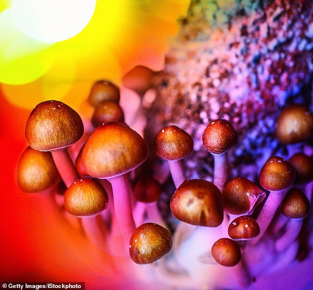 British therapists are investigating the use of hallucinogenic drugs to treat mental illnesses. For example, psychiatrists at the Maudsley Hospital in London are conducting a National Institute for Health Research (NIHR)-funded trial into the use of magic mushrooms for treatment-resistant depression [File photo]