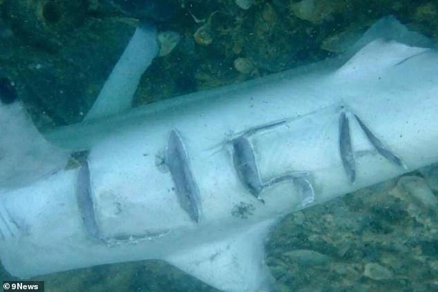 Experienced diver Lisa Hills was sent a photo of a dead shark in the ocean with her name etched on its body