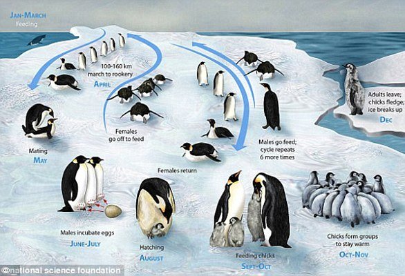 If there's too little sea ice, it reduces the availability of breeding sites and prey for emperor penguins, but too much ice means longer hunting trips for adults, which means they can't feed their chicks as frequently