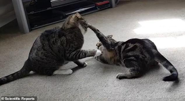For each video, the authors decided if the two cats shown were being playful, aggressive or 'intermediate' (pictured) - a category which included signs of both playfulness and aggression