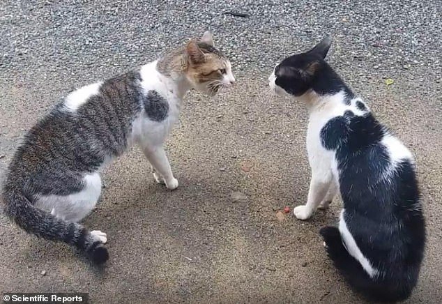 Separate analysis found videos of cats judged to be behaving aggressively (pictured) were more likely to show one cat chasing another cat