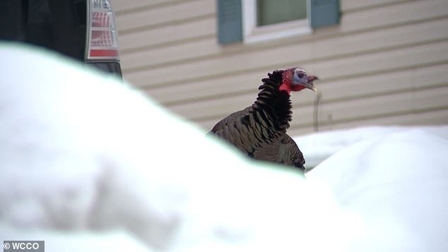 Gladys the Turkey showed up just before Thanksgiving in 2021 and hasn't left the neighborhood alone since