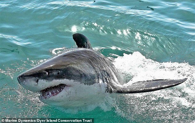 Manuel López was diving for shellfish near San José Beach in Tobari Bay on the west coast of Mexico when the 19-foot-long shark attacked him in January.  Image: Stock image of a great white shark