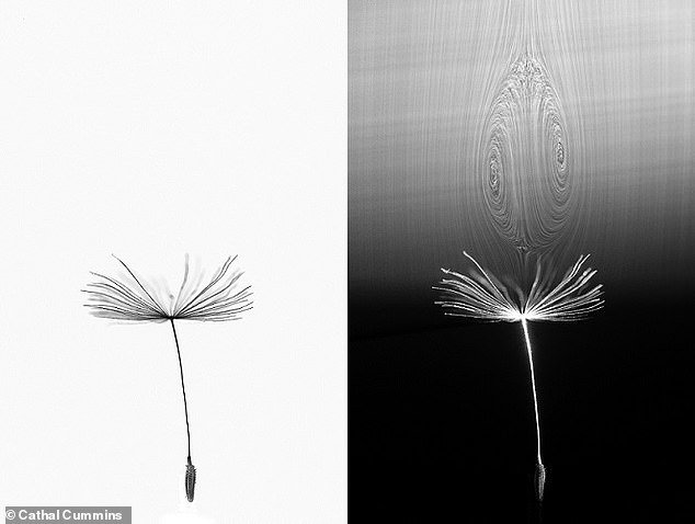 Due to the space between the bristles of a dandelion seed, a swirling ring of air, or 'vortex ring', is produced as it flies and increases its drag.