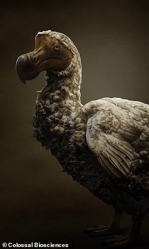 The dodo gets its name from the Portuguese word for 'fool', after colonialists mocked its apparent lack of fear of human hunters