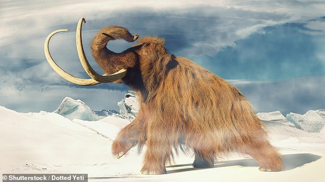 There has been a lot of excitement that woolly mammoths could also be created in the lab