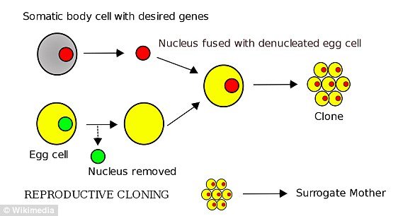 To create somatic cell nuclear transfer (SCNT) clones, scientists take DNA (red circle) from tissue and insert it into egg cells (yellow) with their DNA (green) removed. The scientists then switch on or off certain genes to help the cells replicate (right)