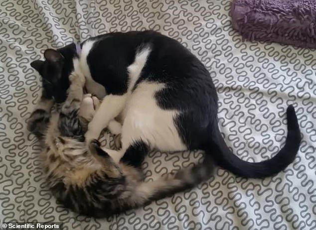 A scientific study has found cats being playful tend to engage in rough-and-tumble wrestling, without making much noise