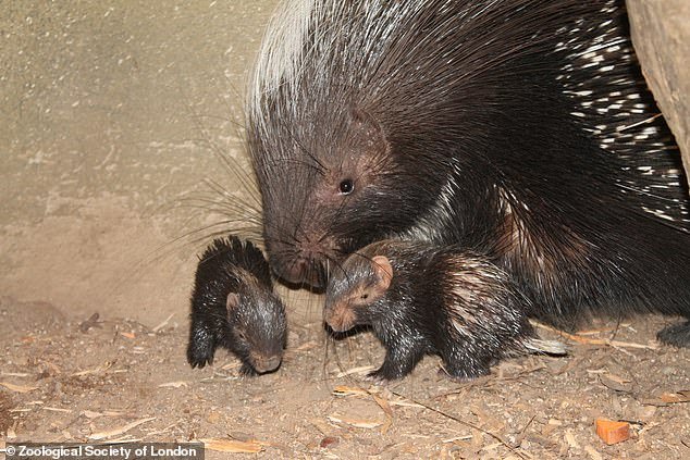 So cute: Two baby porcupines - named Hector and Hinata - were born at London Zoo earlier this month