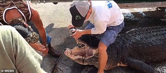 According to the state wildlife commission, this gator was only the second in Florida history, after one that weighed more than 1,000 pounds.