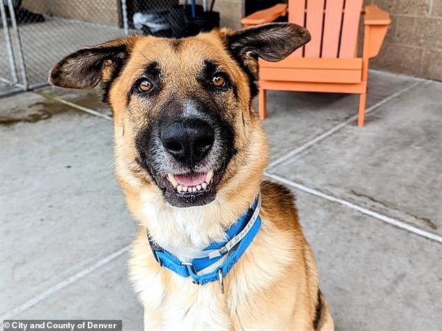 Denver's website lists a number of dogs available for adoption, including Orlando, pictured, a four-year-old German Shepherd