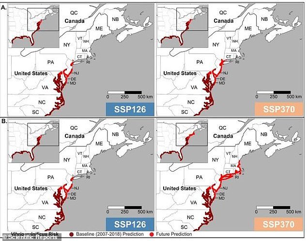 The maps above show projections of the future distribution of Vibrio vulnificus, which is being fueled by rising ocean temperatures