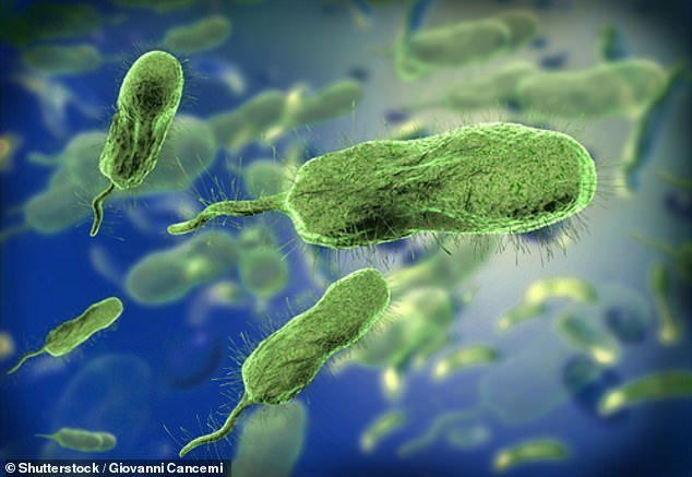 The deadly infections are caused by the V. vulnificus bacteria, also known as a flesh-eating bacteria because skin infections can lead to necrotizing fasciitis, where the flesh around a wound dies.