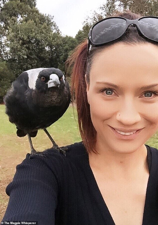 Danielle, who is known as The Magpie Whisperer, said she's heard stories of people offering food to magpies in their neighborhood to befriend them and not get mugged.