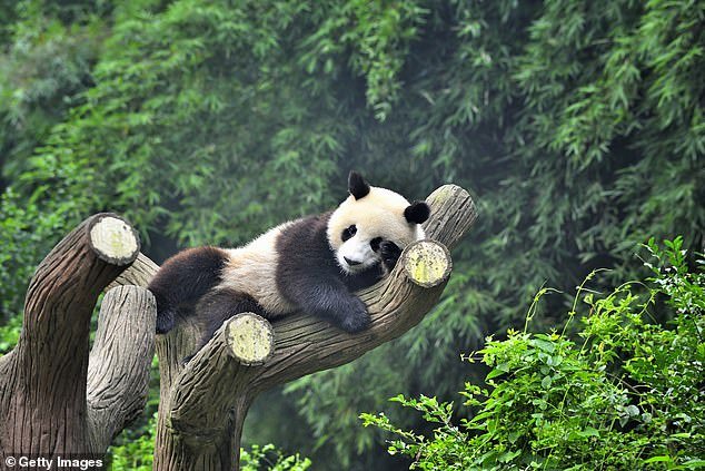 Researchers now want to investigate whether pandas suffer from a form of 'seasonal affective disorder' that affects their mood and motivation