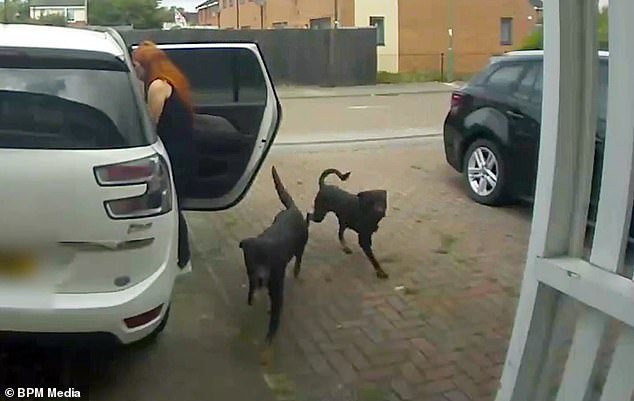 The dogs burst into the driveway of the house in Chelmsley Wood, near Solihull, before running into the house