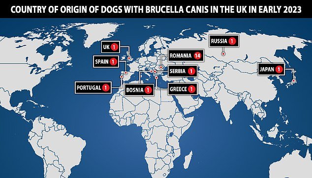 Officials have broken down where dogs have been recorded behind the 43 Brucella canis infections, with animals from Romania making the biggest contribution.  This data was measured by officials because 22 individual incidents may have involved multiple animals
