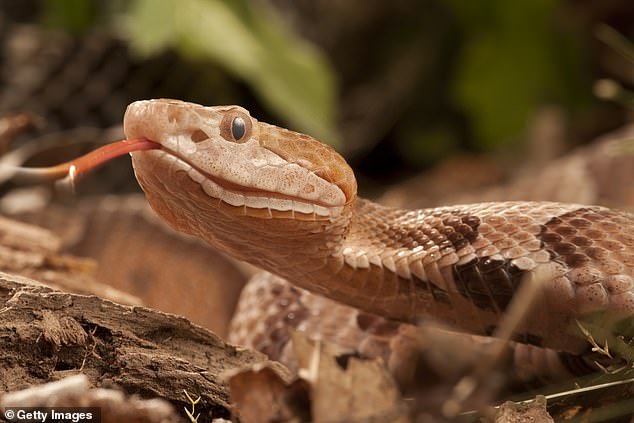 The snake was a copperhead rattlesnake - a venomous creature that can inflict extremely painful bites on its victims