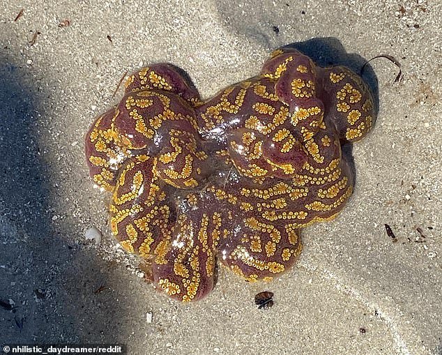Aussies are baffled by a mysterious creature that has washed up on the shores of several beaches
