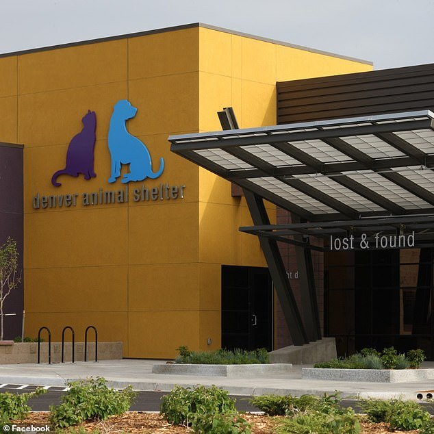 The Denver animal shelter killed 866 dogs and cats at the end of August — the highest number in five years