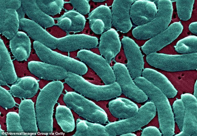Florida Department of Health warns residents to be wary of flesh-eating bacteria Vibrio vulnificus that could lurk in floods