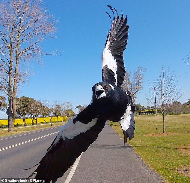 Wildlife experts have revealed how to avoid being ambushed by magpies as spring approaches and the territorial birds begin to breed