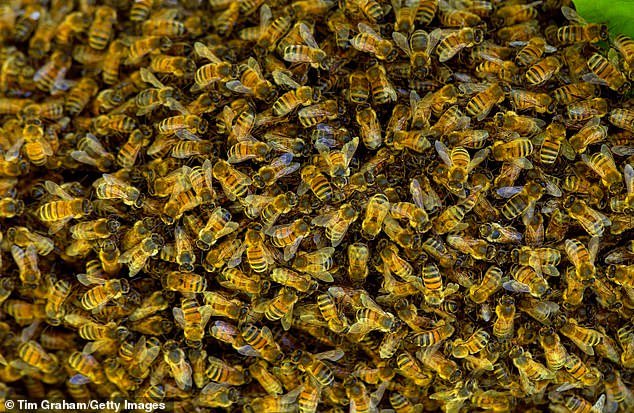 It's not clear what type of bees attacked and killed Alford, but honey bees (pictured) are not typically considered aggressive