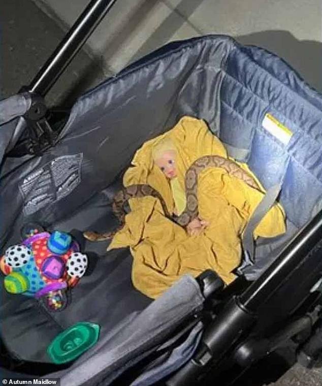A Tennessee couple was disturbed after a rattlesnake tried to attack the man while he was in their baby's stroller after sneaking into the garage
