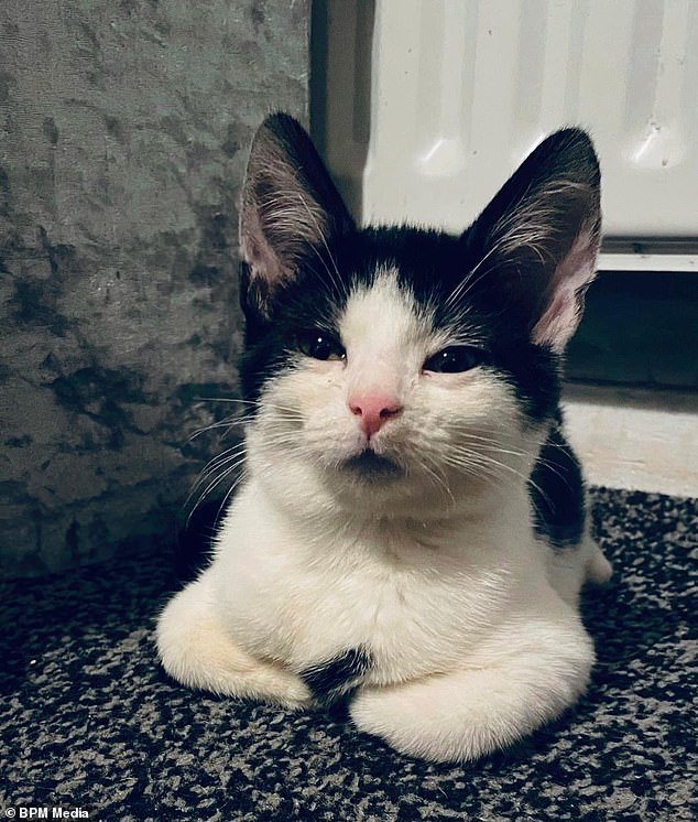 Cat Oreo (above) suffered a broken back and severe internal bleeding during the unexpected attack.  He was taken to the vet for treatment, but could not be saved