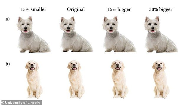 For the study, the team enlisted 21 male and 24 female participants, who had to speak to pictures of dogs from 12 different breeds.  The photos were manipulated so that each dog's eyes were 15 percent smaller, 15 percent larger, or 30 percent larger than normal