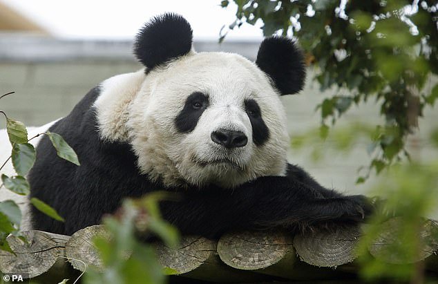 Research shows that pandas can suffer from 'jet lag' if they are in zoos further north than where they normally live