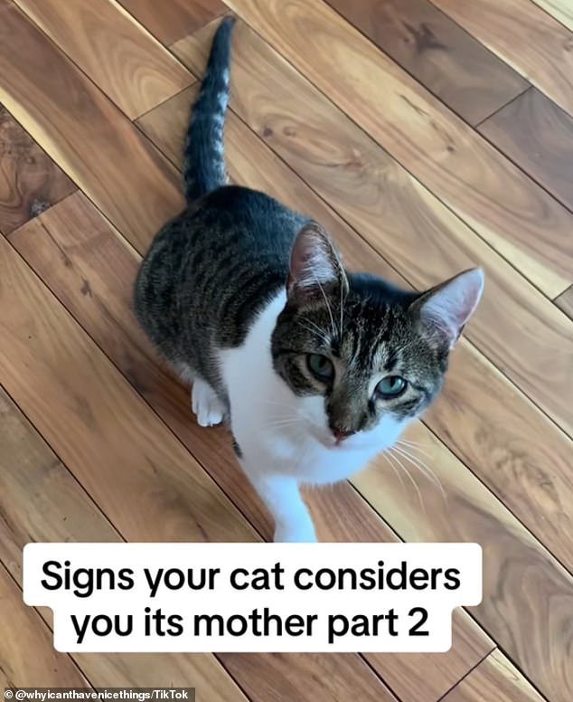 In a follow-up video, the pet expert shares another sign that your cat considers you his mother