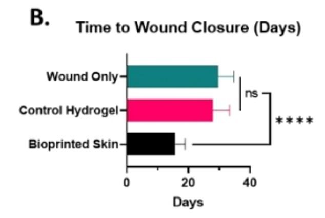 Mice that received bioprinted skin grafts had the fastest healing period compared to other groups.  Researchers attribute this to the bioprint's unique ability to direct healing cells to the wound site, allowing the wound to heal cleanly without restricting mobility in the surrounding skin area.