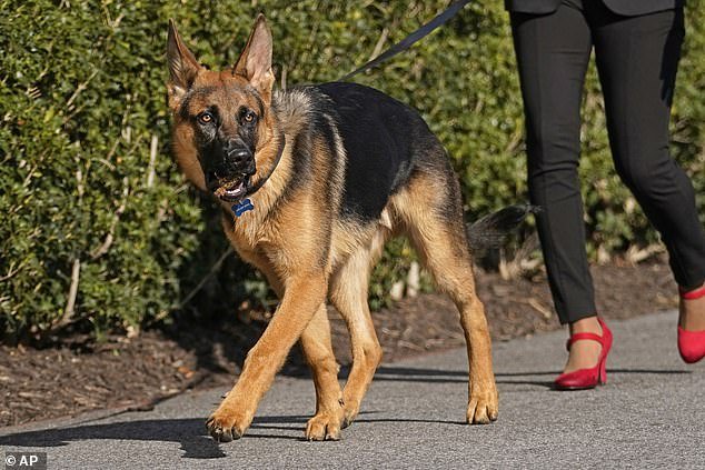 President Joe Biden's dog analogy comes in the same week it was revealed that the first canine commander (pictured) was removed from the White House grounds after a series of biting incidents