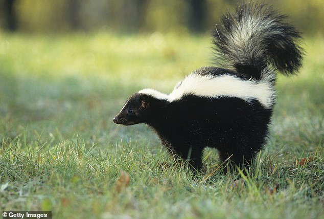 Forget their smell, skunks are just as deadly a vector for rabies as animals like raccoons and stray dogs, which are more commonly associated with the disease