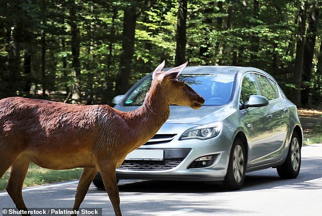 Deer kill more people year after year than any other animal in the United States.  Of the more than 700 deaths attributed to animals each year, it is estimated that approximately 440 deaths – almost two-thirds – are caused by collisions between deer and motor vehicles