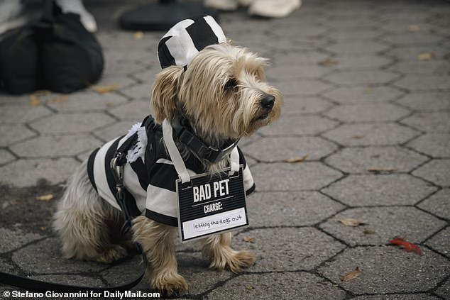 An adorable dog was seen wearing a costume that read 