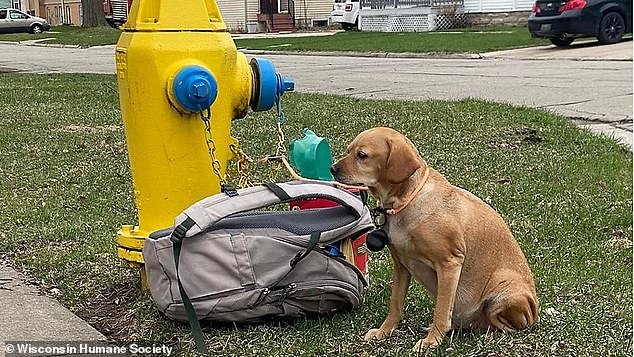 The little girl (pictured) was left tied to a fire hydrant along with her favorite items and a letter from her former owner