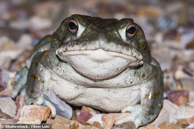 Although some celebrities, like Mike Tyson, claim that the Colorado River Toad's hallucinogenic secretions have taken them to the afterlife and back, the Toad's ooze has proven to be a real killer for the unfortunate pets that got in its way.