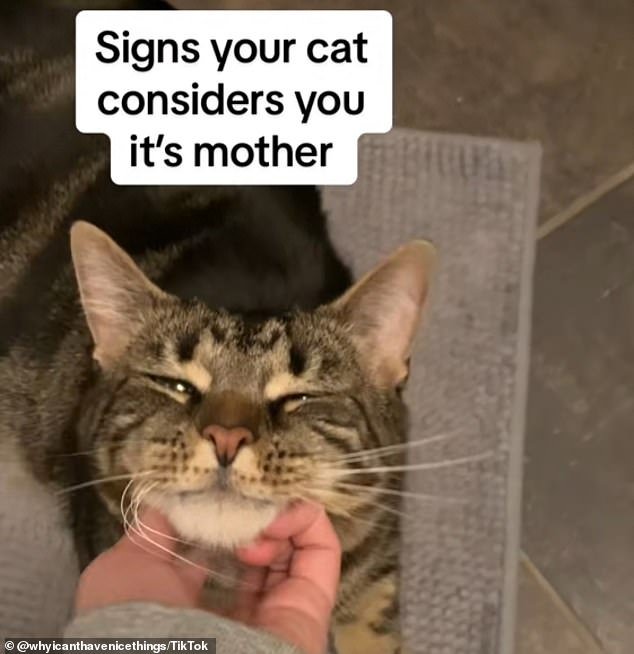 TikTok creator Sara is a pet expert who has revealed the signs your cat considers you his mother