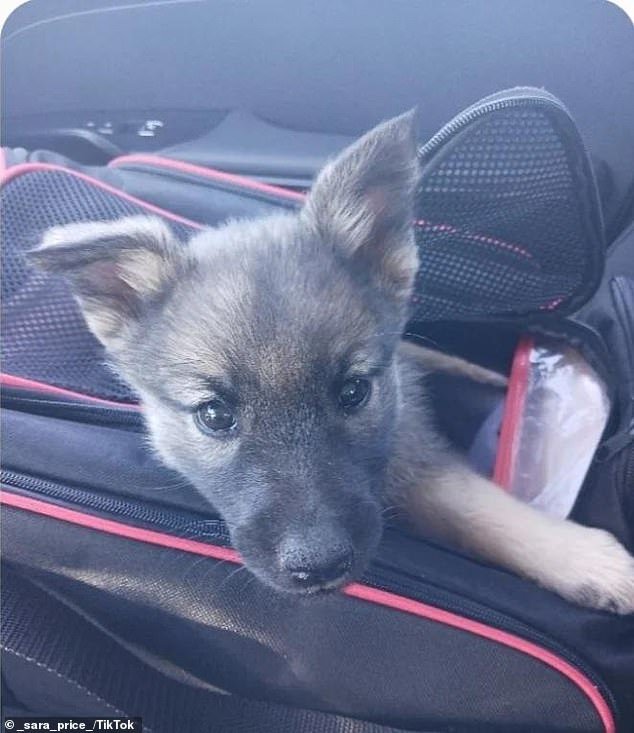 Sara Price, another passenger who posted a video on TikTok, said Sitka, the eight-week-old puppy, was crying softly and the unnamed owner gave him a pet from outside the carrier