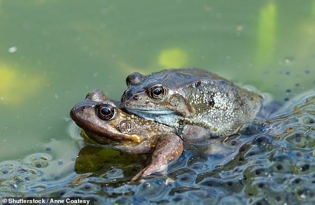 Researchers from the Leibniz Institute for Evolution and Biodiversity Science found that female European common frogs will roll over and grunt when approaching an unwanted mate.