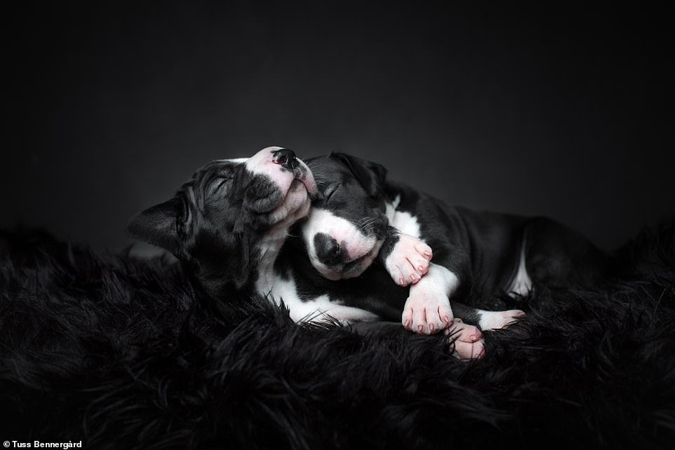 Tuss Bennergård's 'Puppy love' came third in the studio category with her photo of three-week-old Great Dane puppies