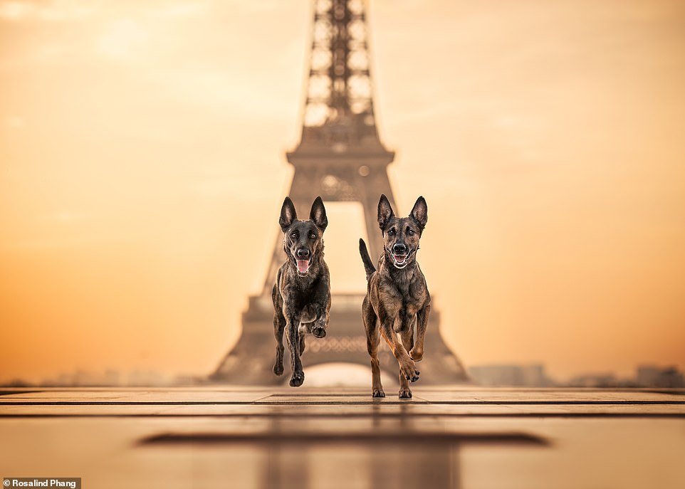 'Golden Girls', by Rosalind Phang, shows a Belgian Malinois and a Belgian Shepherd running in front of the Eiffel Tower in Paris at sunrise