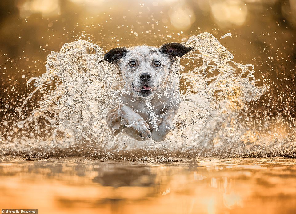 Michelle Dawkins imagined her dog flying through the water at sunset for her action entry