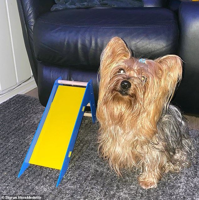 A woman who ordered a ramp for her dog through the now-defunct website Penblast.com was also surprised to find that the finished product that arrived on her doorstep was smaller than expected