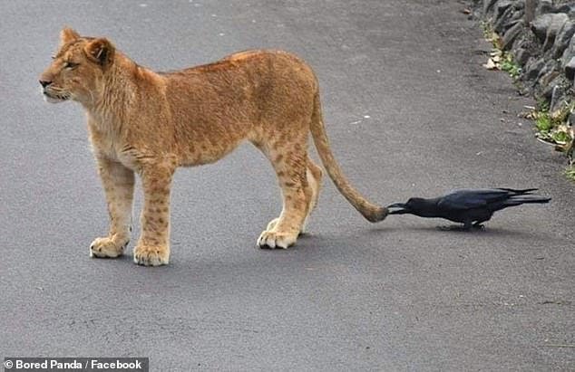 Beaked blinder!  A brave bird is willing to risk everything by brutally biting a young lion on the tail