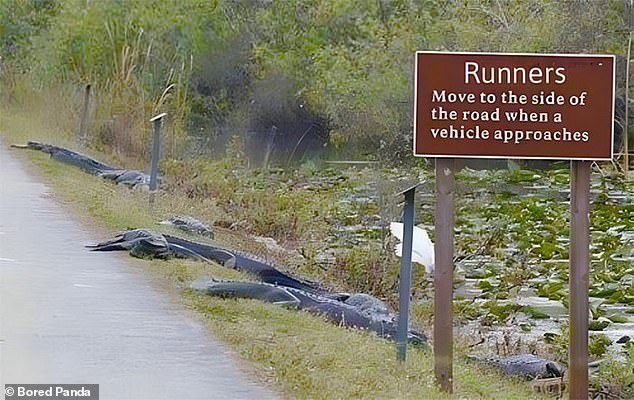 Watch your step!  Runners in Florida are being urged to stay out of the way, but an approaching vehicle may be the least of their worries