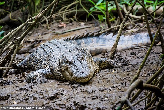 He tried to get the beast to let him go by kicking it in the ribs with his left foot, and when that didn't work he resorted to the crocodile, which is what he did to him: he bit him back.  A saltwater crocodile is depicted