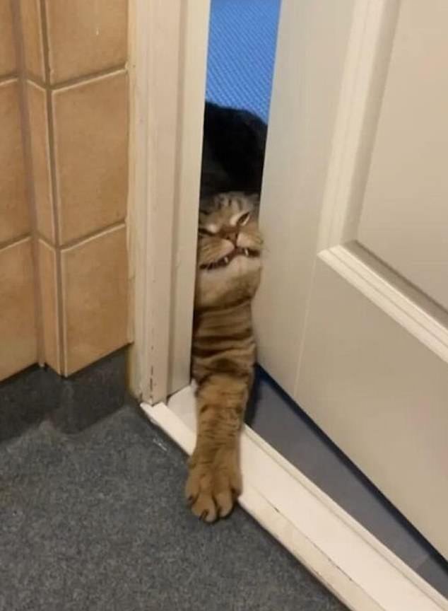 This furry friend is trying his best to squeeze through a tight opening in the door and looks quite frustrated at how much effort it takes